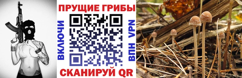 Псилоцибиновые грибы Psilocybe  где продают наркотики  Брюховецкая 
